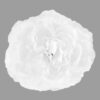 Silk Peony Flower Napkin Ring Holder - White